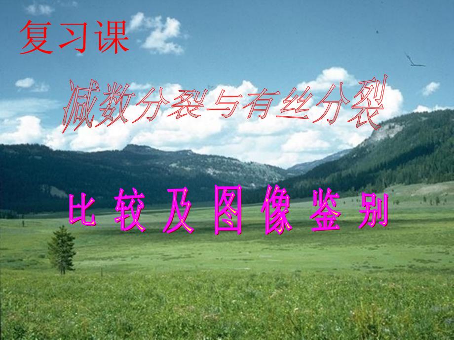 有丝分裂与减数分裂图解比较_第1页