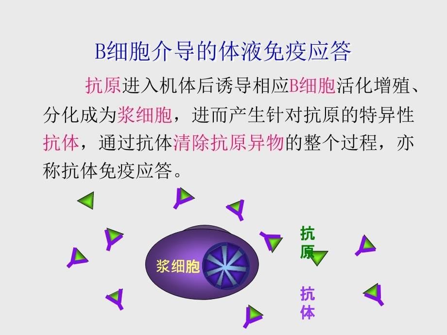 医学免疫学课件：2015秋体液免疫应._第5页