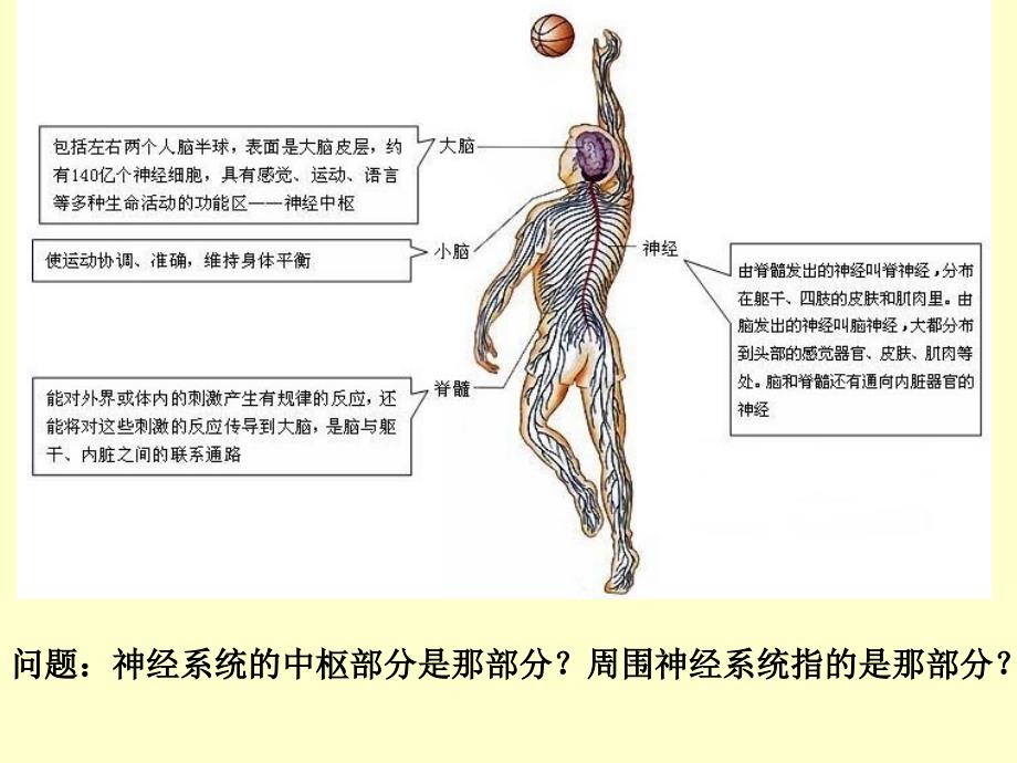 神经系统的组成_第4页