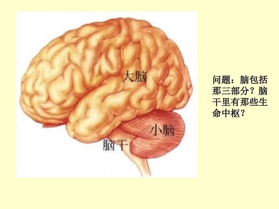 神经系统的组成_第5页