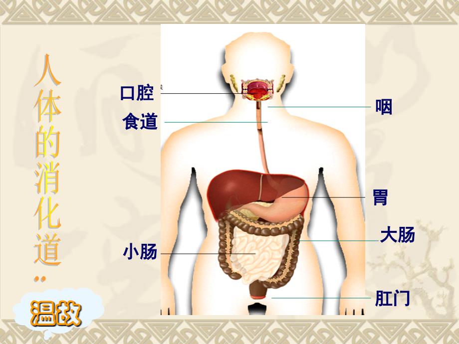 消化和吸收新版人教版ppt课件_第4页