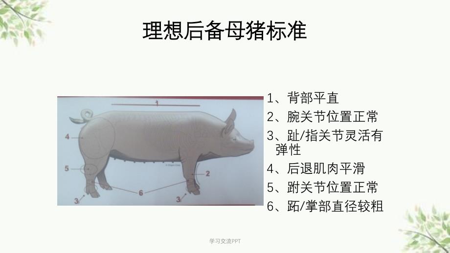 后备母猪肢蹄健康标准及母猪肢蹄评分方法医学课件_第2页