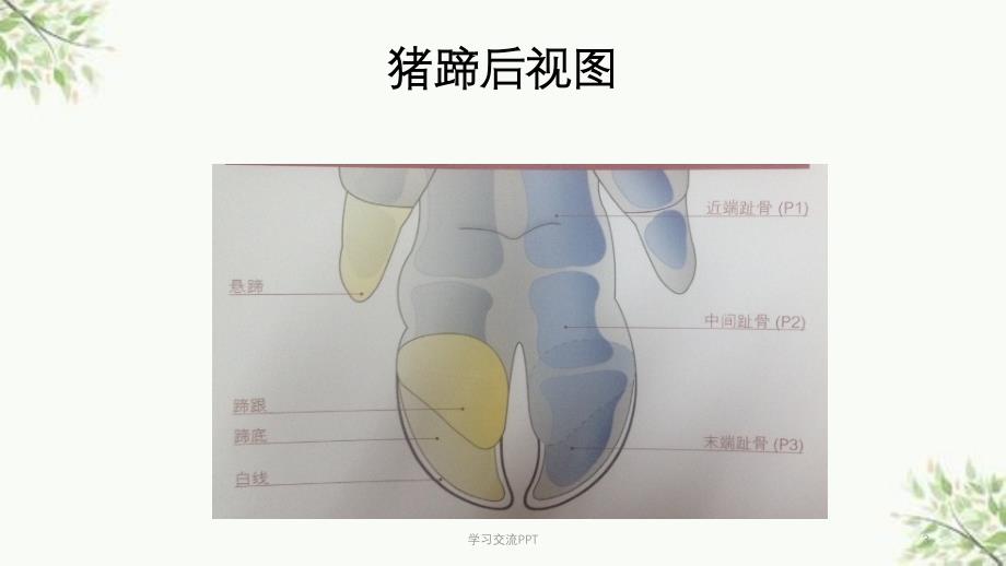 后备母猪肢蹄健康标准及母猪肢蹄评分方法医学课件_第3页