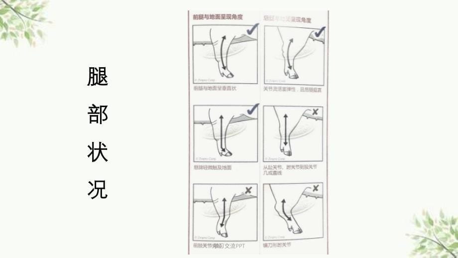 后备母猪肢蹄健康标准及母猪肢蹄评分方法医学课件_第5页