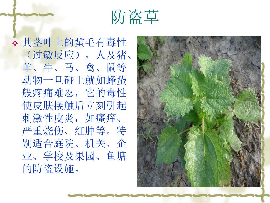 植物学奇花异草_第4页