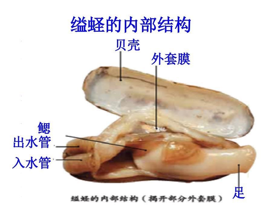 第一章第三节软体动物和节肢动物课件_第5页