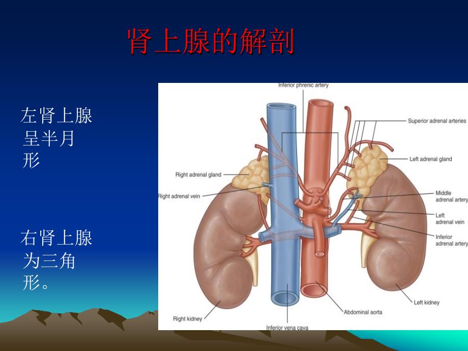 肾上腺解剖12.26_第4页