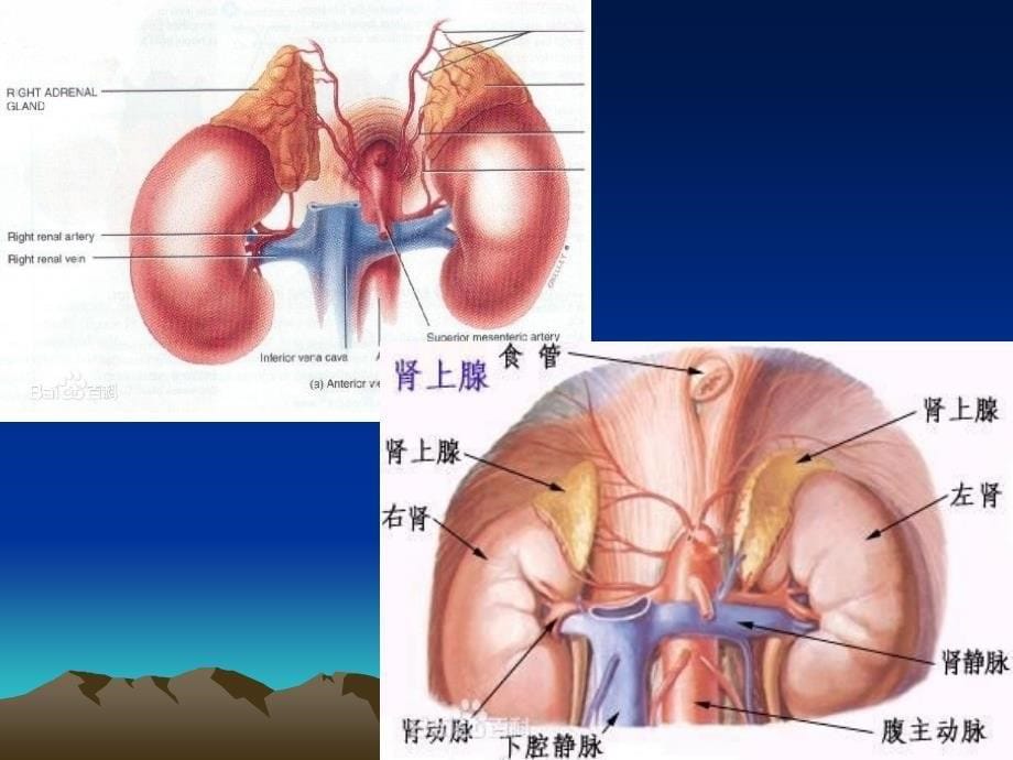 肾上腺解剖12.26_第5页