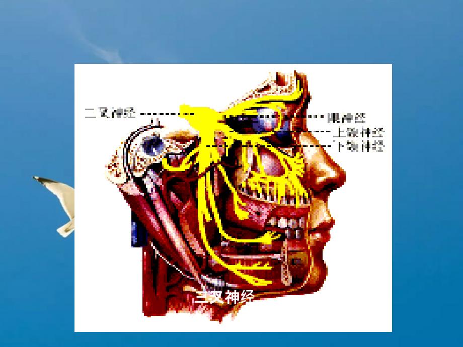 三叉神经痛症状病因治疗ppt课件_第3页