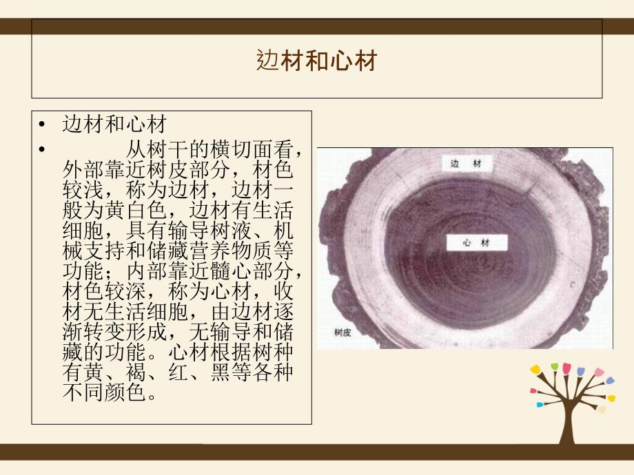 木材纹理及化学组成PPT课件_第4页