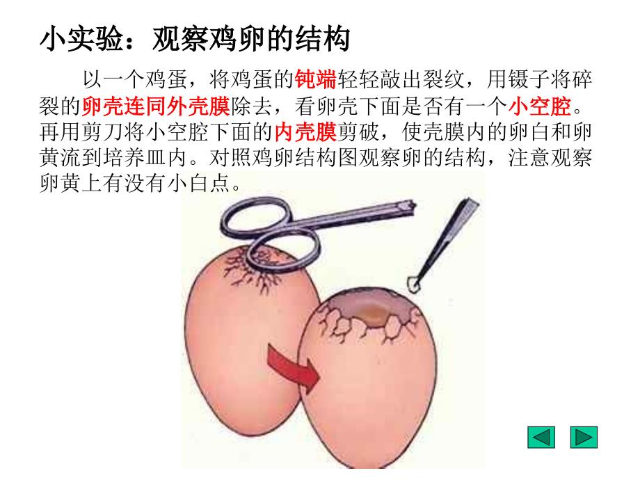 鸟的生殖和发育_第2页