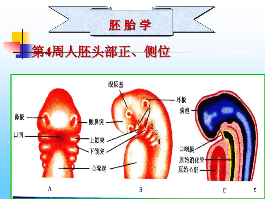 《颜面四肢发生》PPT课件.ppt_第5页