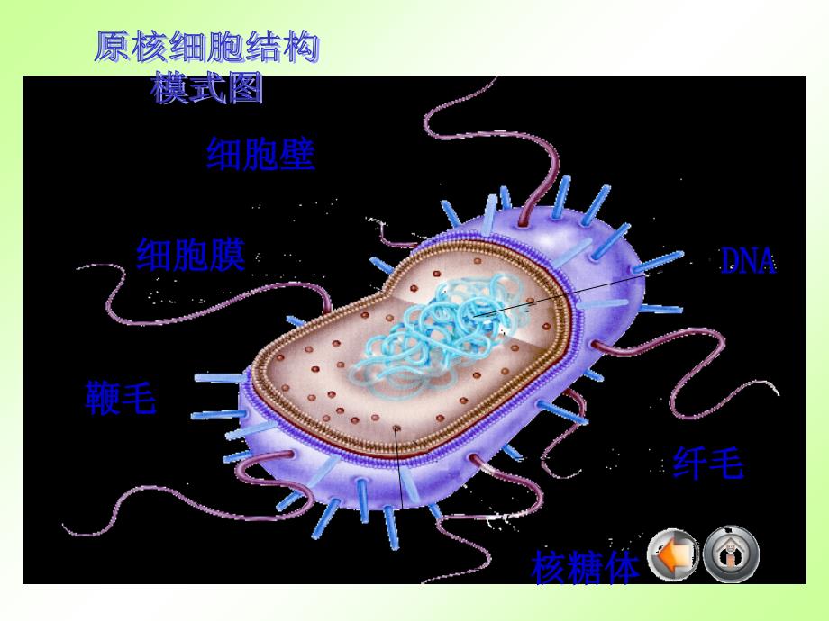 细胞的类型和结构全_第4页