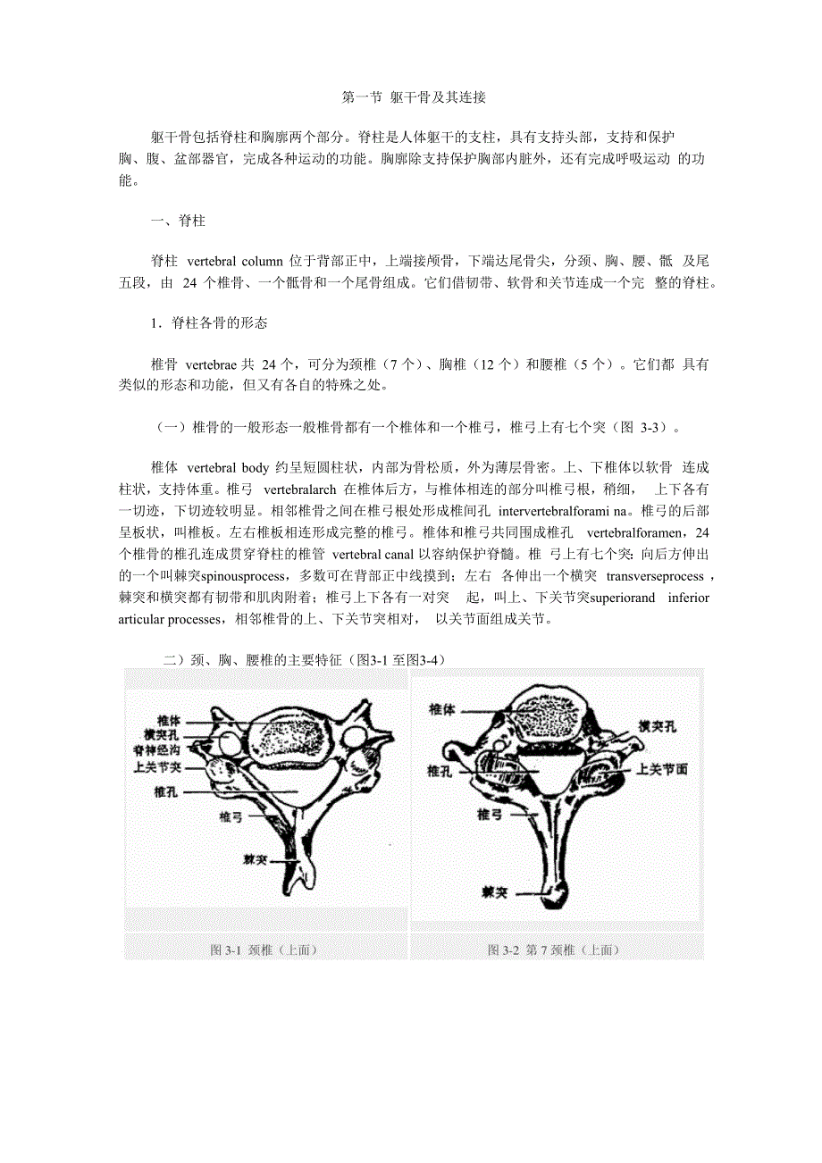 躯干骨的连接_第1页