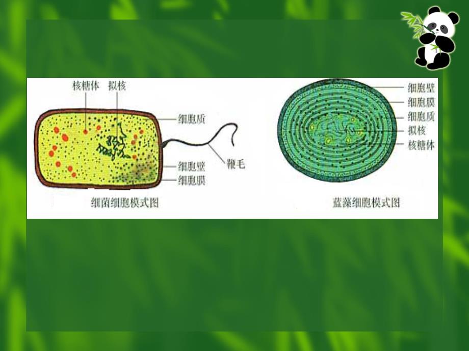 细胞的类型和结构_第3页