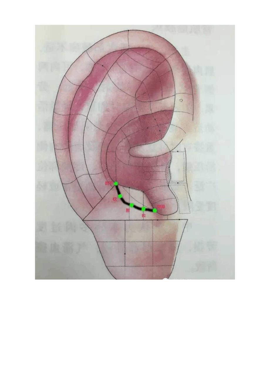 耳穴的定位与功能2枕穴_第3页