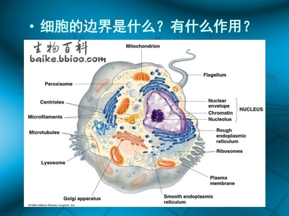 生物4.1物质跨膜运输的实例_第5页