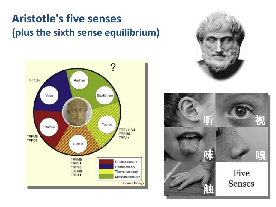 神经生物学：7-Sensory Systems_第2页