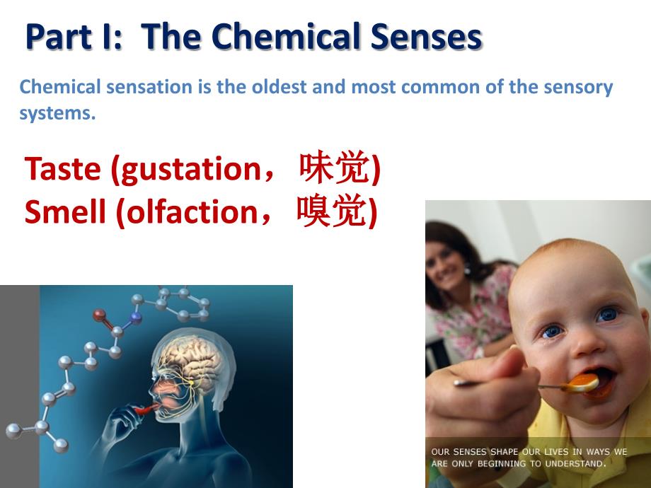 神经生物学：7-Sensory Systems_第3页