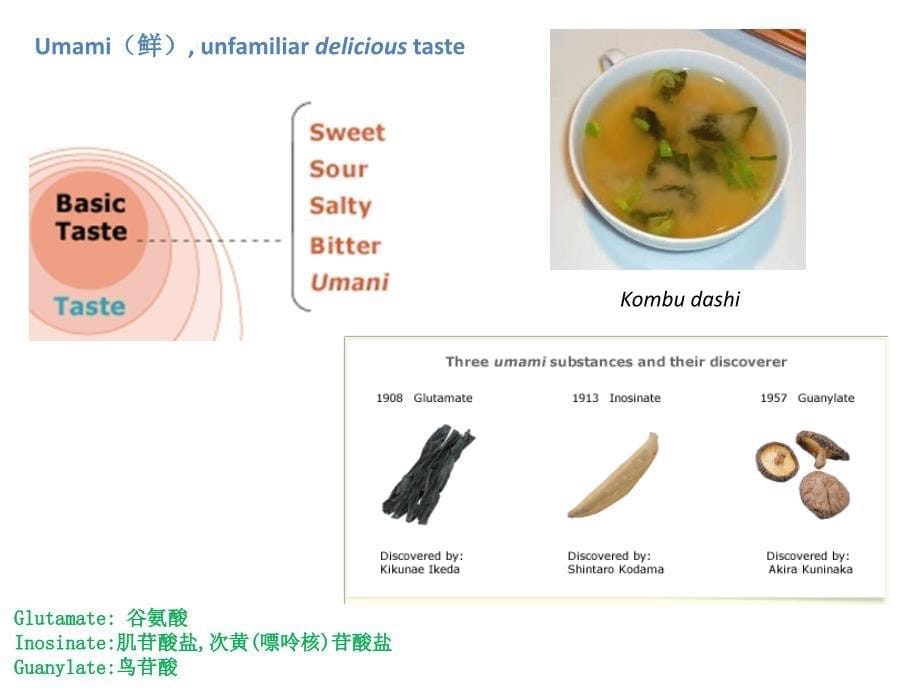 神经生物学：7-Sensory Systems_第5页