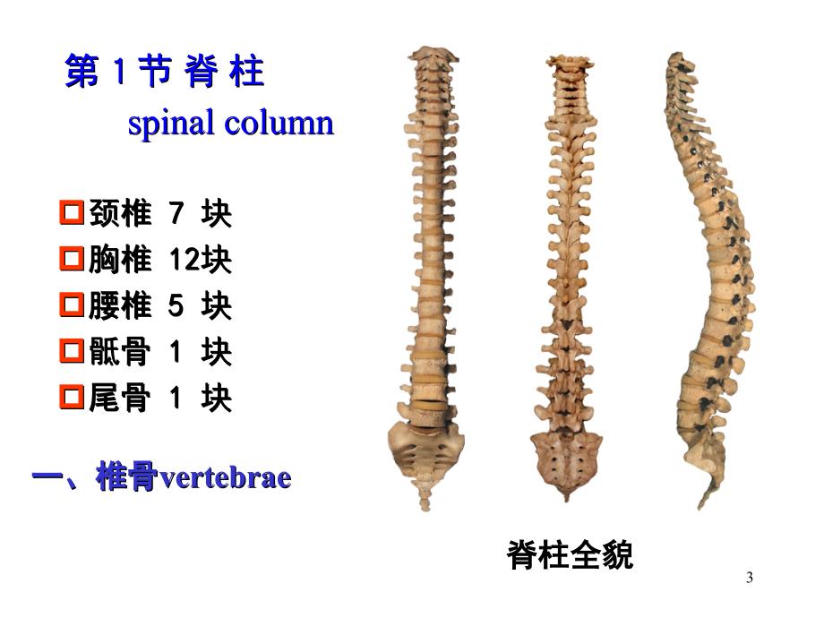 人体形态科学课件：第2章 背部_第3页