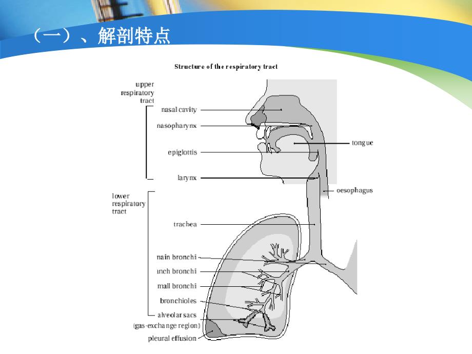 小儿麻醉气道管理指南改_第4页