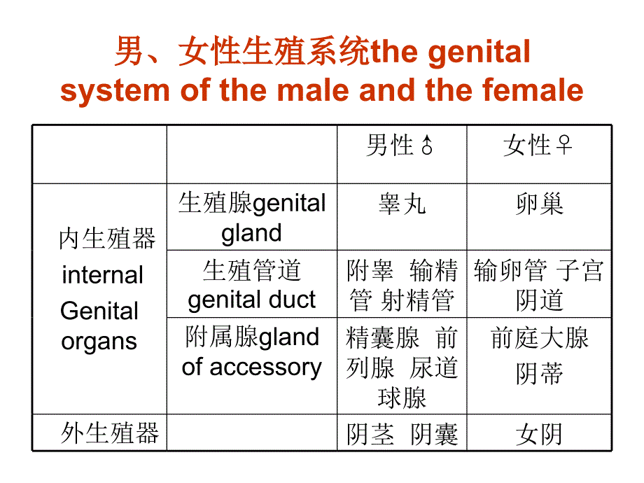 南京大学医学院系统解剖学课件-生殖系统学习资料_第4页