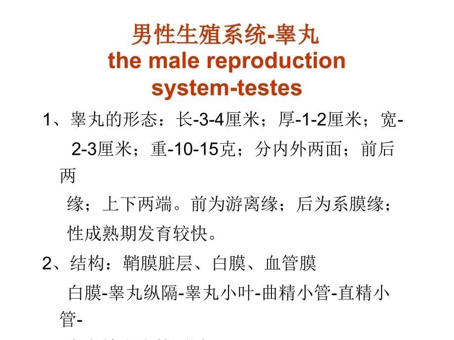 南京大学医学院系统解剖学课件-生殖系统学习资料_第5页