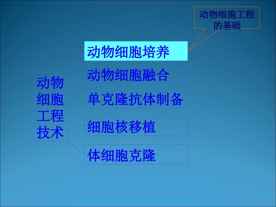 2.2.1动物细胞工程动物细胞与组织培养课件_第2页