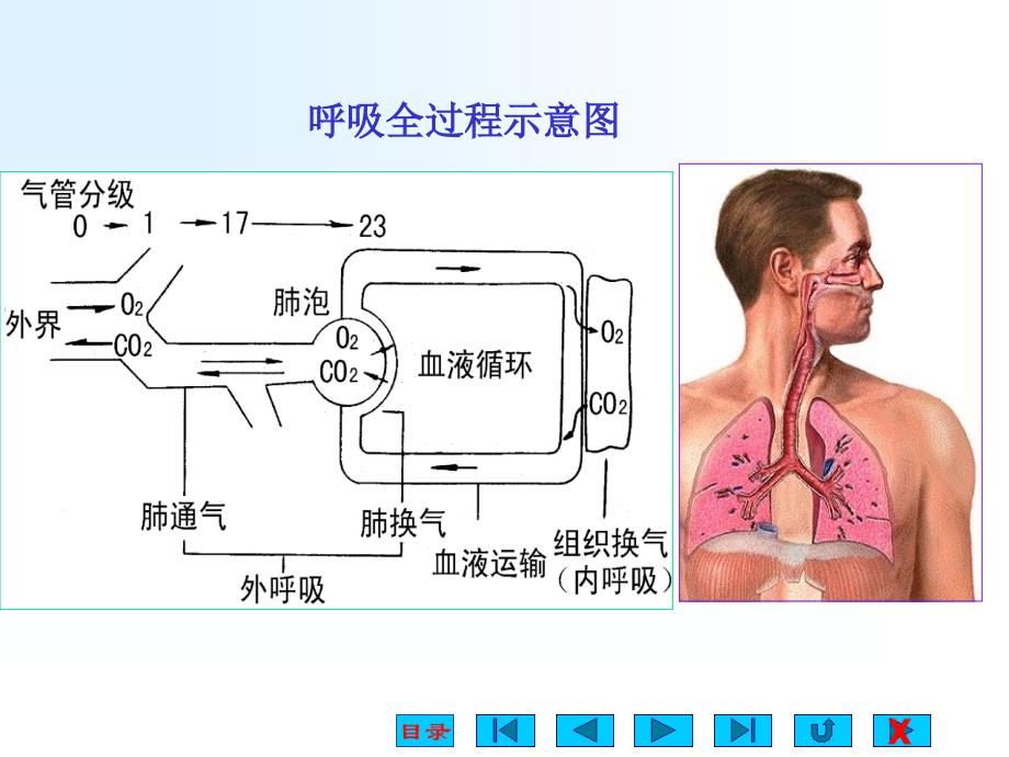 第6章呼吸生理课件_第4页