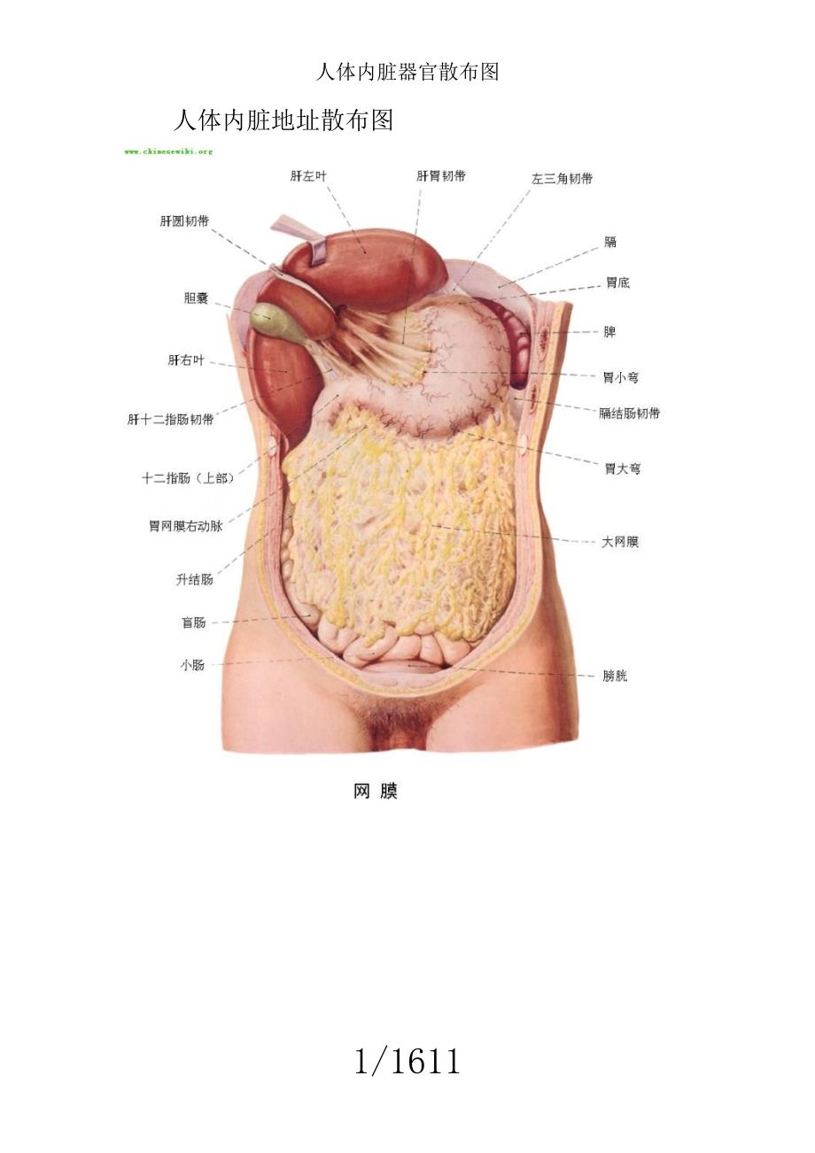 人体内脏器官分布图.doc_第1页