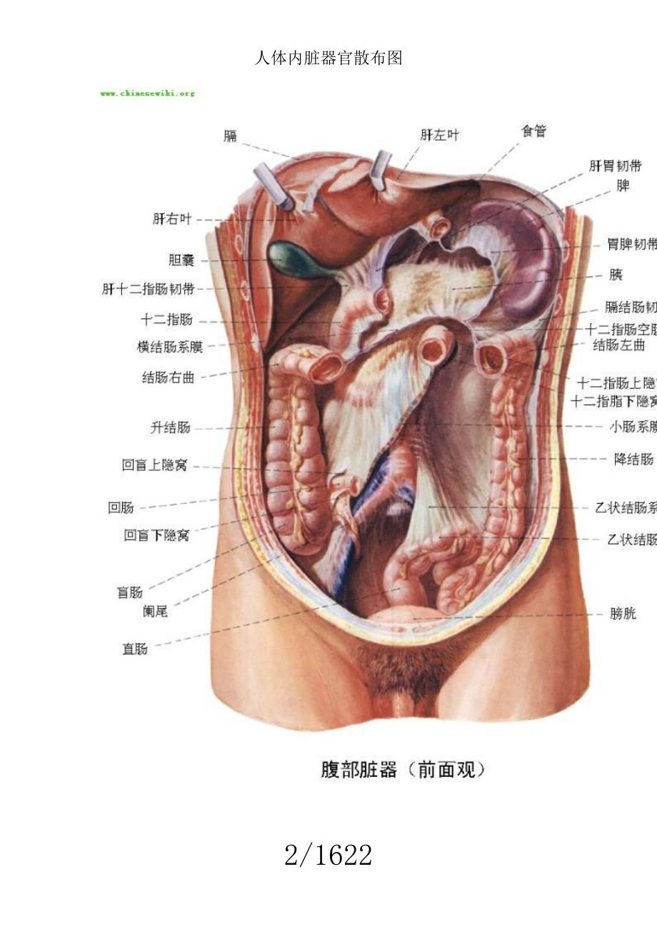 人体内脏器官分布图.doc_第2页