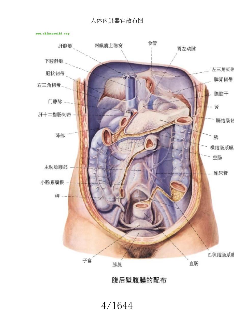 人体内脏器官分布图.doc_第4页