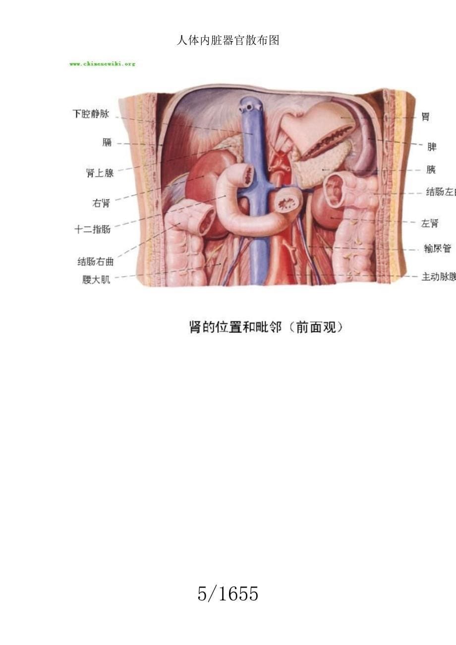 人体内脏器官分布图.doc_第5页