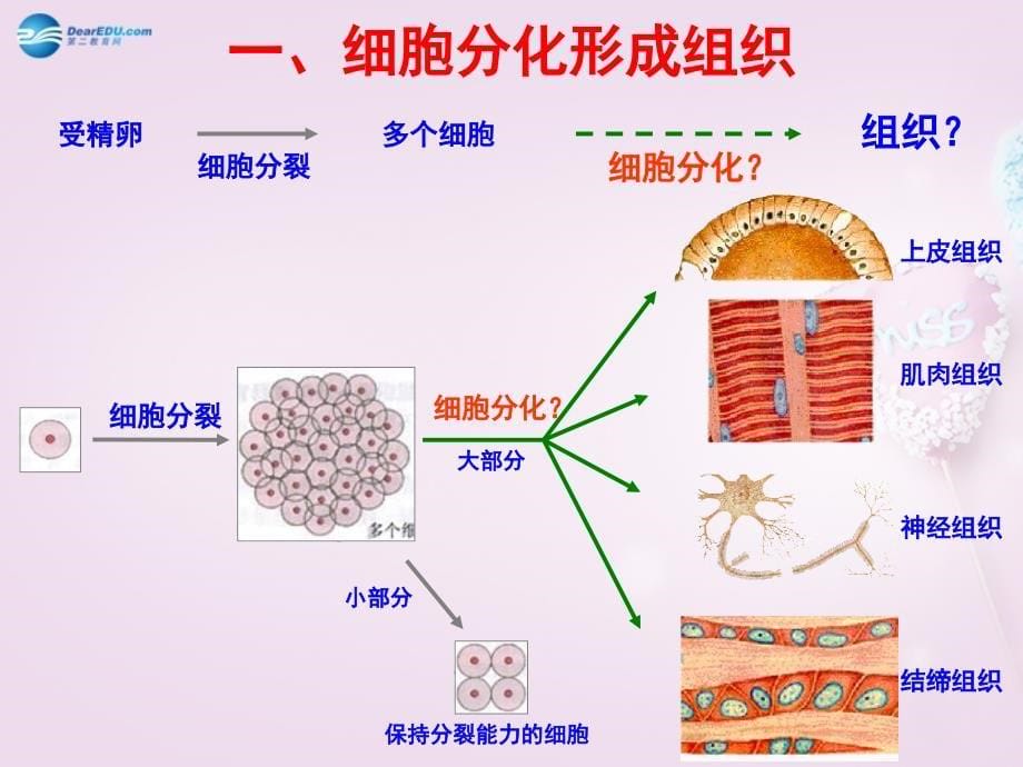 人教初中生物七上《第2单元 第2章 第2节 动物体的结构层次》PPT课件 (20)_第5页