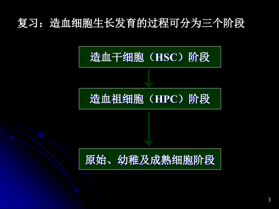 临床血液学检验-1-2-各系血细胞及检验_第3页