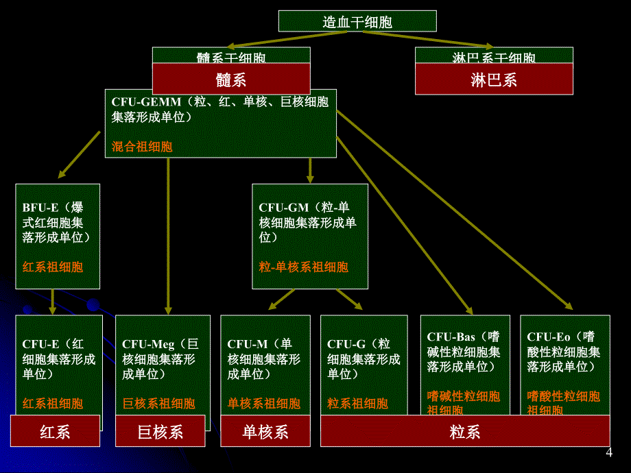 临床血液学检验-1-2-各系血细胞及检验_第4页