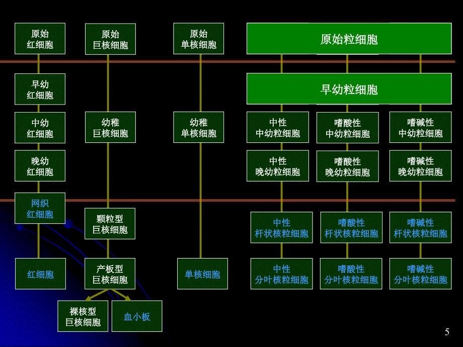 临床血液学检验-1-2-各系血细胞及检验_第5页