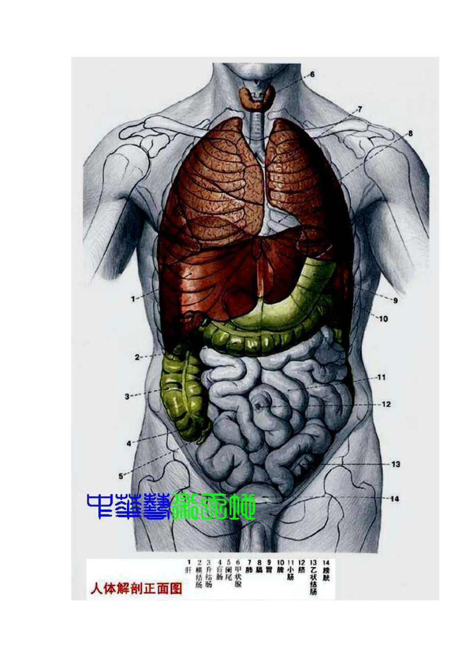 最全人体内脏结构图(医学图谱)_完整版.doc_第2页