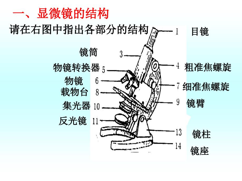 1观察多种多样的生物和细胞文档资料_第1页