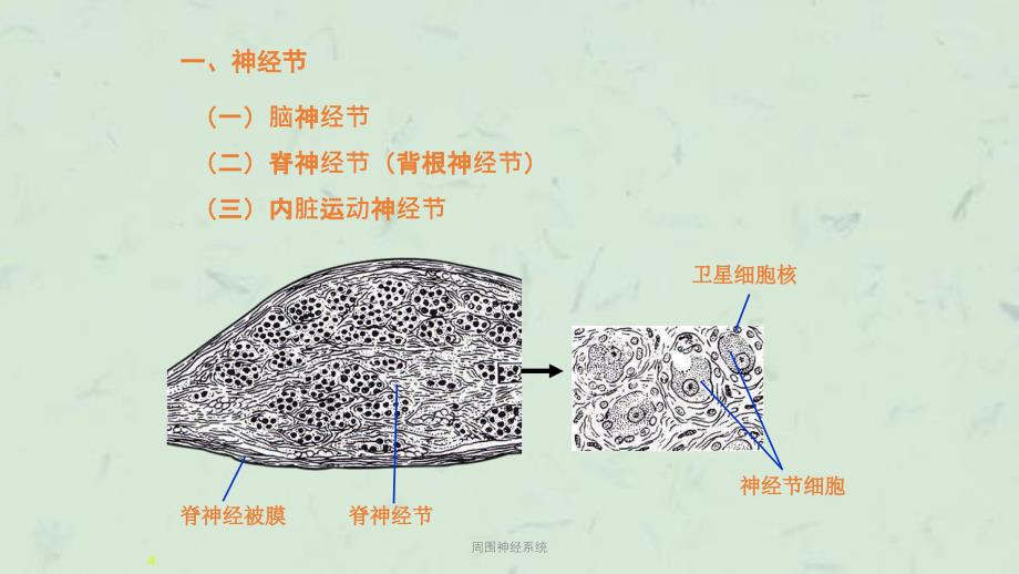 周围神经系统课件_第4页