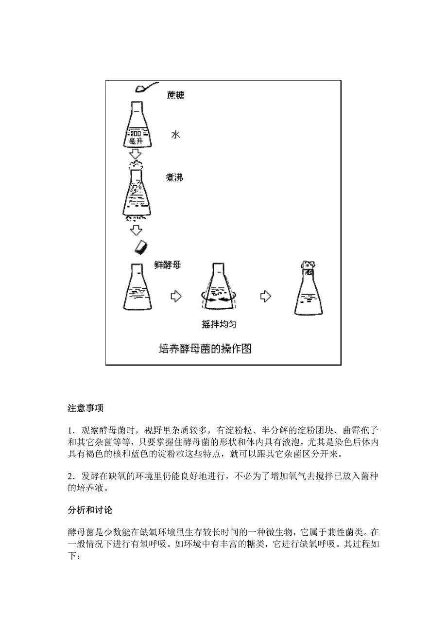 酵母菌的培养和观察_第2页