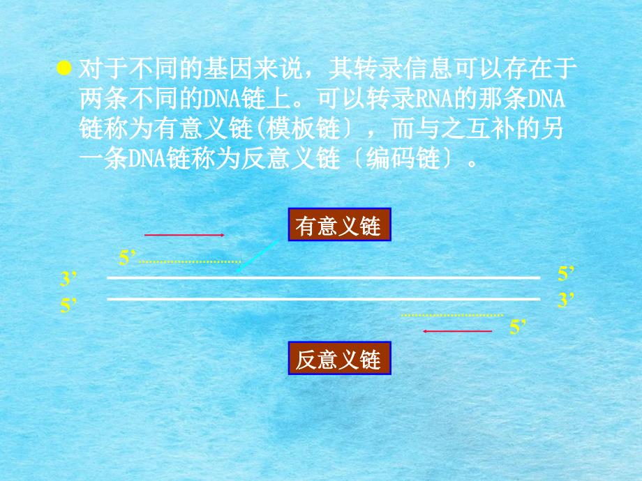 第十三部分RNA的生物合成教学ppt课件_第3页