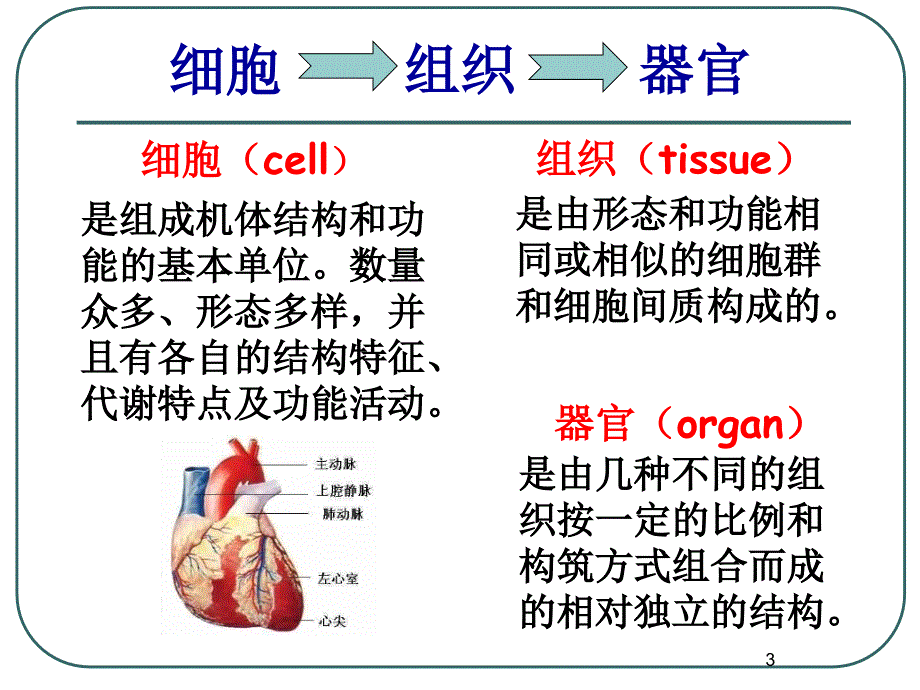 人体的四大基本组织PPT精选文档_第3页