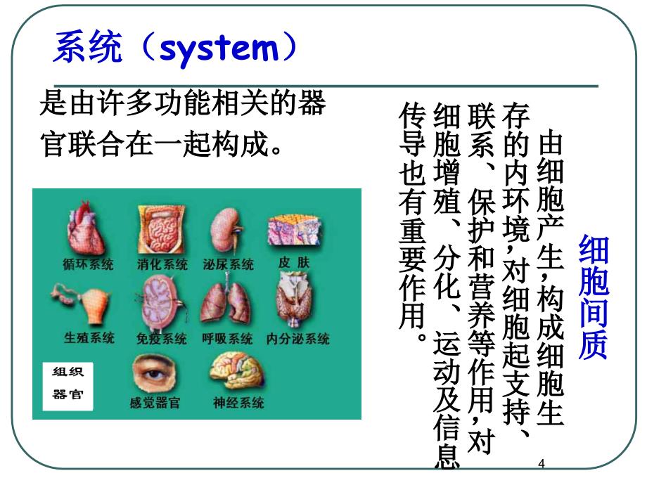 人体的四大基本组织PPT精选文档_第4页