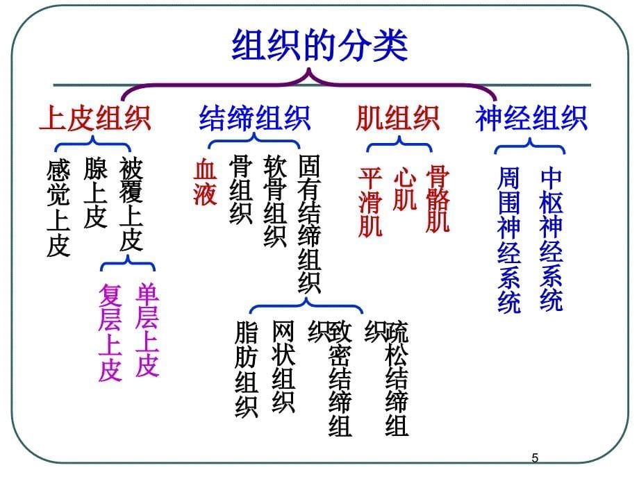 人体的四大基本组织PPT精选文档_第5页