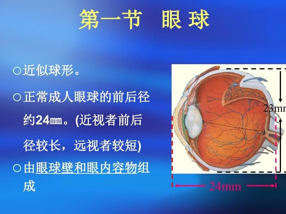 第一章眼的应用解剖生理PPT课件_第5页