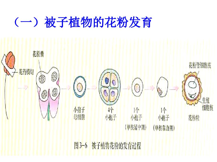 32月季的花药培养经典2_第4页