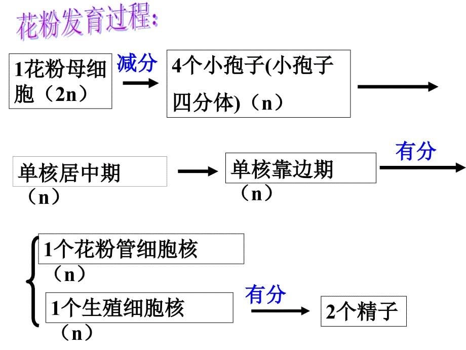 32月季的花药培养经典2_第5页