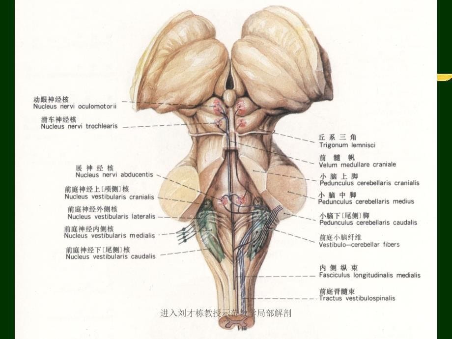 进入刘才栋教授示范教学局部解剖学课件_第5页